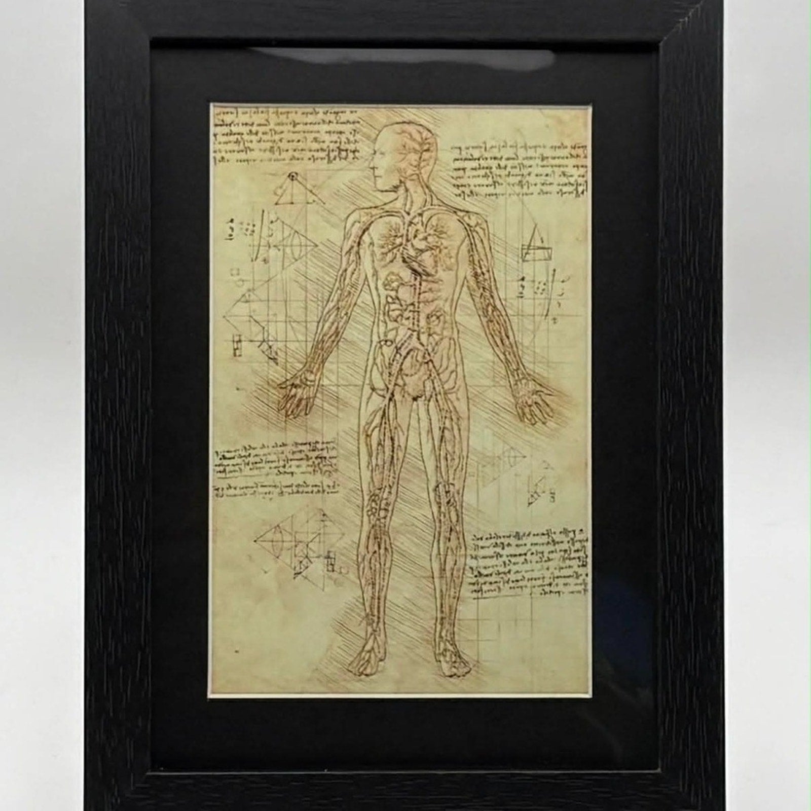 Vintage-Style Anatomical Illustration Art Print